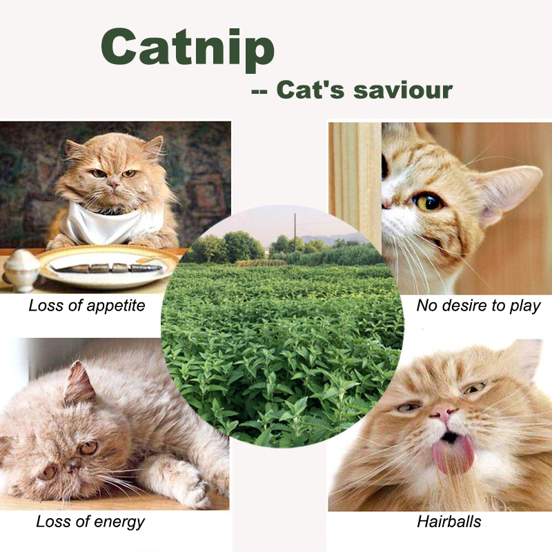 10PCS Catnip Bags Cat Grass Ch - Catnip Toys บทวิจารณ์และราคา